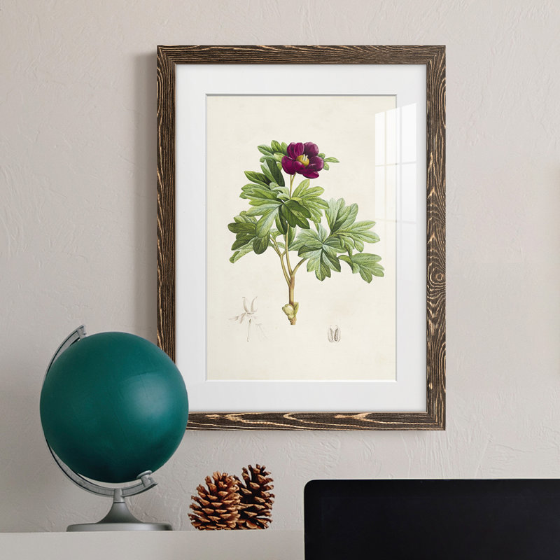 «Pretty Botanicals III», cadre photo, Encadré de bois de noyer, H 32 po x l 23 po x P 1 po