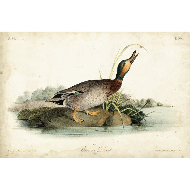 «Audubon Ducks V» par James Audubon - peinture sur toile tendue, H 24 po x l 36 po x P 1,25 po