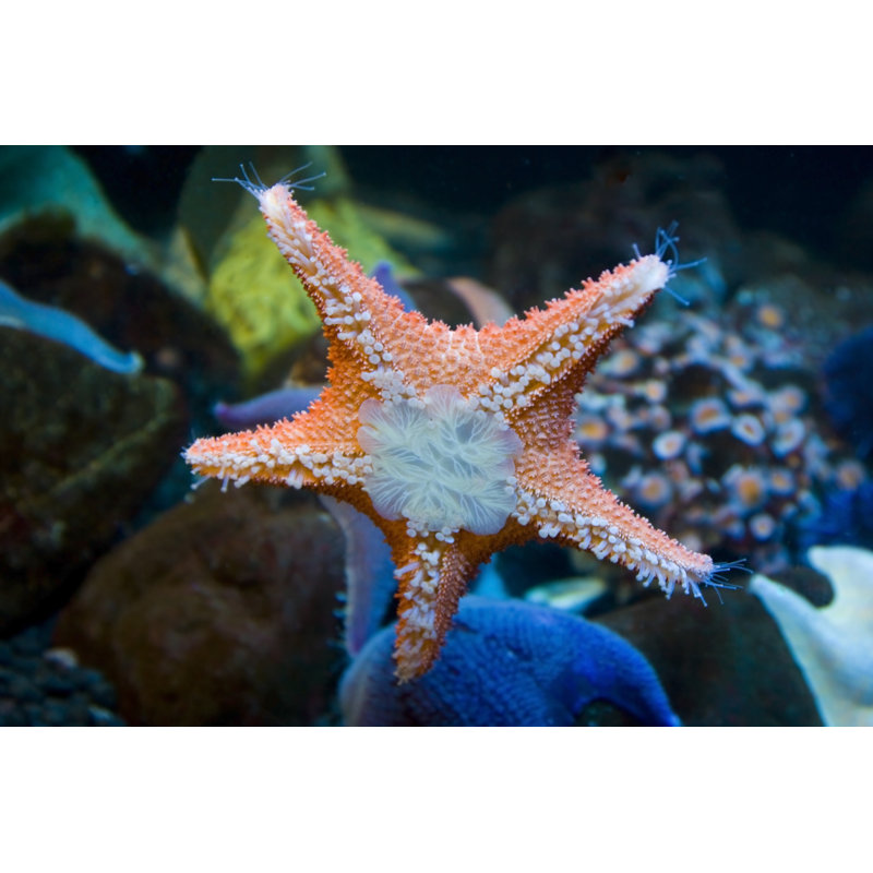 Starfish Glow by Rocketegg - No Frame Print on Canvas, 61cm H x 91cm W