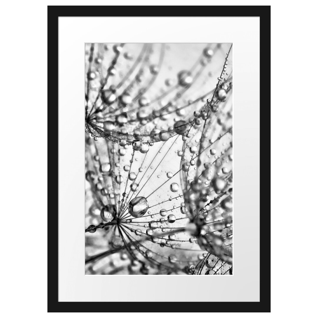 Gerahmter Fotodruck Dandelion Seeds with Dew