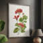 Scarlet Botanical II, reproduction encadrée - bois massif-1519305315
