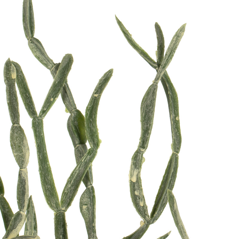 Vaporisateur artificiel Haworthia