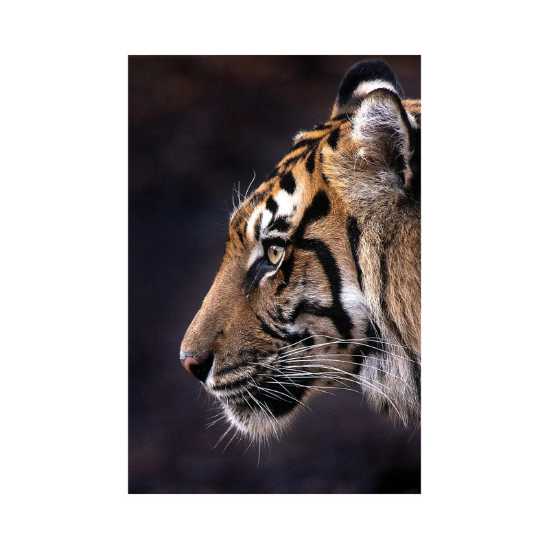 Indrah (Color) by David Whelan - Gallery-Wrapped Canvas Giclée on Canvas, Wrapped Canvas