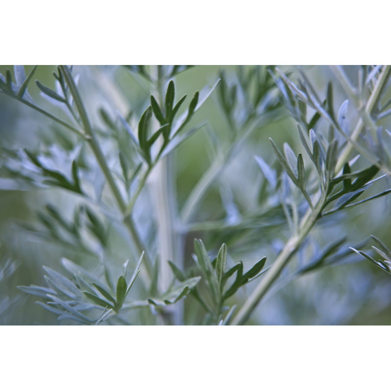 Plantes d'armoise - Illustration sans cadre sur toile, H 20 po x l 30 po
