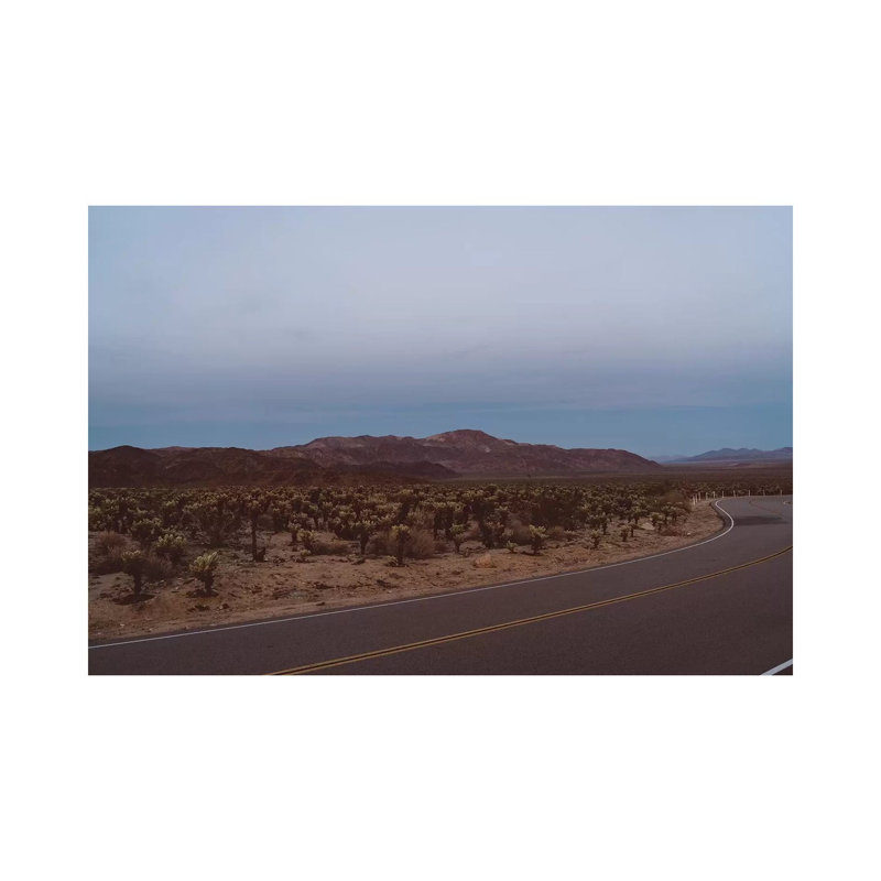 Cholla Cactus Garden XVIII by Bethany Young - Print on Canvas, Wrapped Canvas, 66.04cm H x 101.6cm W x 1.91cm D