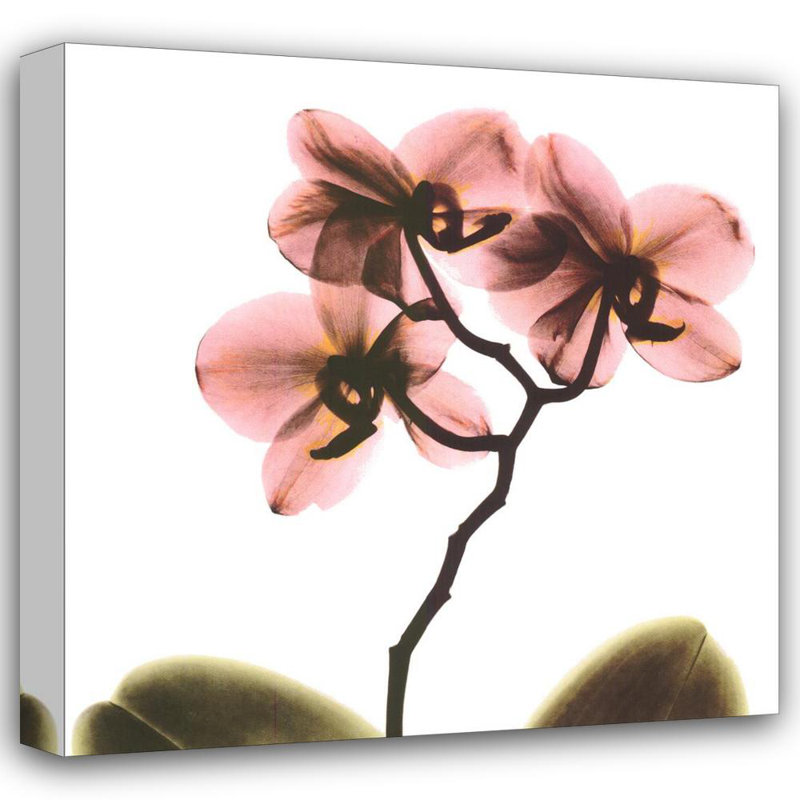 Crystal Flowers X-Ray, Orchid, 28" H x 28" W