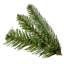 Sapin royal à DEL-105229891