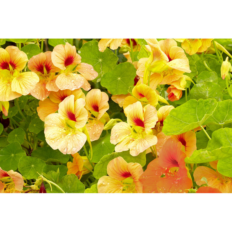 Dantley Nasturtium - Photographie sur toile tendue, H 8 po x l 12 po