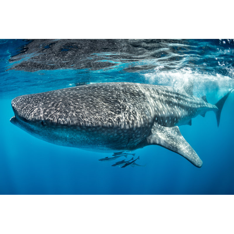 Huge Whale Shark by EXTREME-PHOTOGRAPHER - Wrapped Canvas Print, 30cm H x 46cm W
