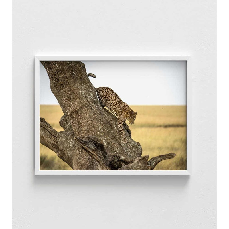 Reproduction de photo de léopard - Serengheti, faune de Tanzanie, H 5 po x l 7 po, Impression encadrée sans passe-partout