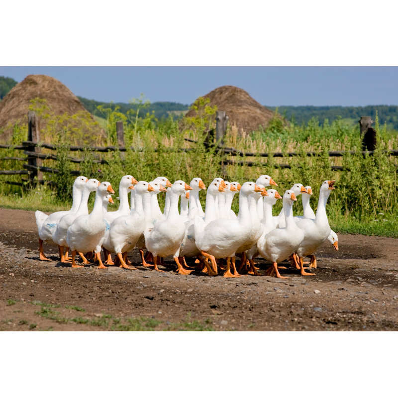 Goose - Wrapped Canvas Print, 20cm H x 30cm W x 3.8cm D