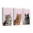 " Cat Breed Colors " 3 - Pieces-93024750