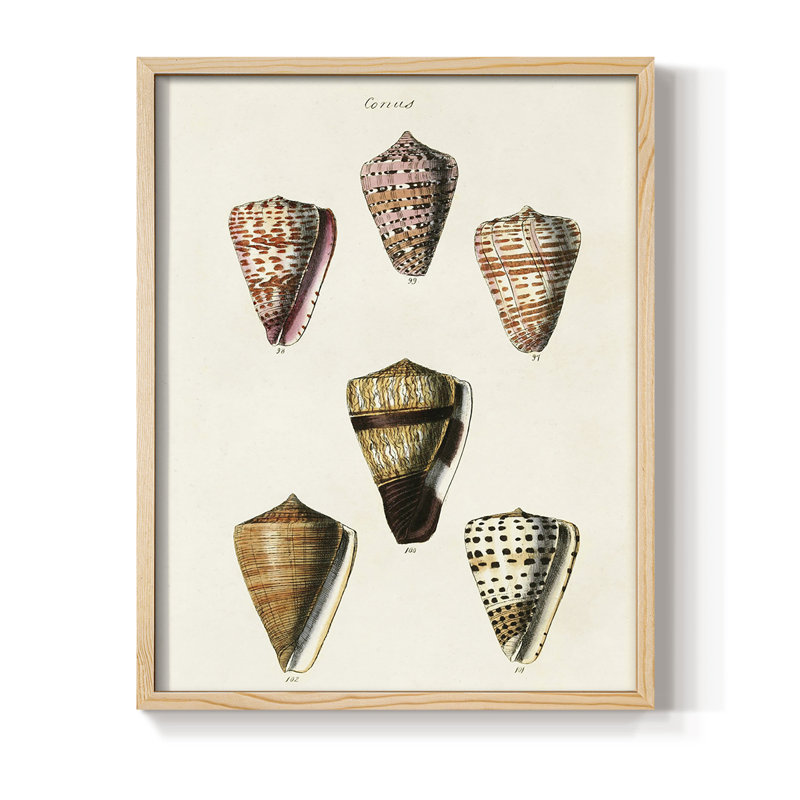 " Cone Shell Collection IV "