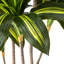 Faux arbre 54 po Dracaena Fragrans