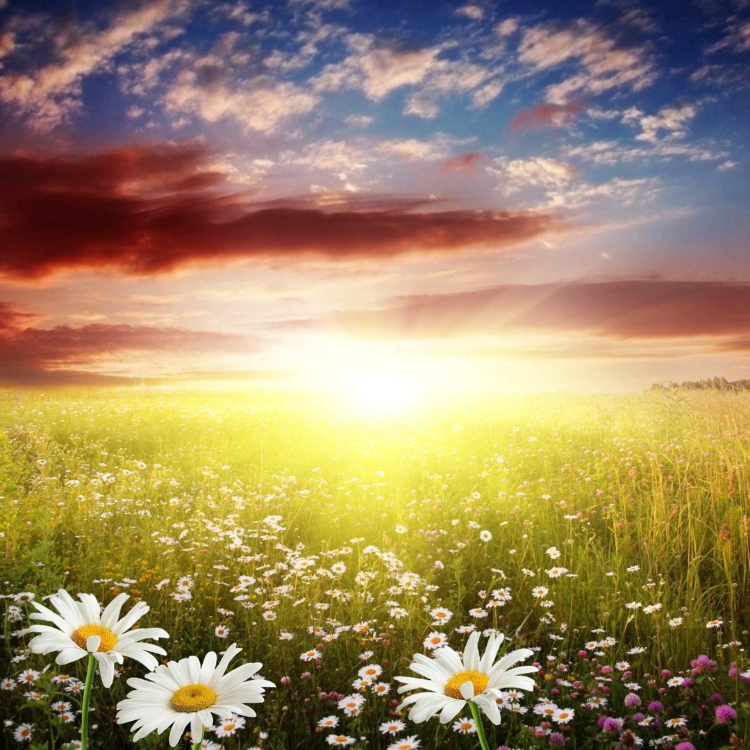 Leinwandbild Sunset Over Field von Elenavolkova