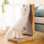 Grattoir pour chat en forme de L 25,6 po, planche à gratter verticale pour chat avec jouets à billes, protection pour griffes en carton