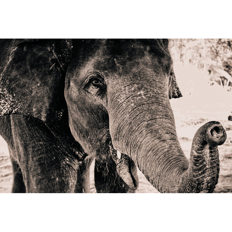 Gray Elephant - Wrapped Canvas Print, 30cm H x 46cm W x 3.8cm D