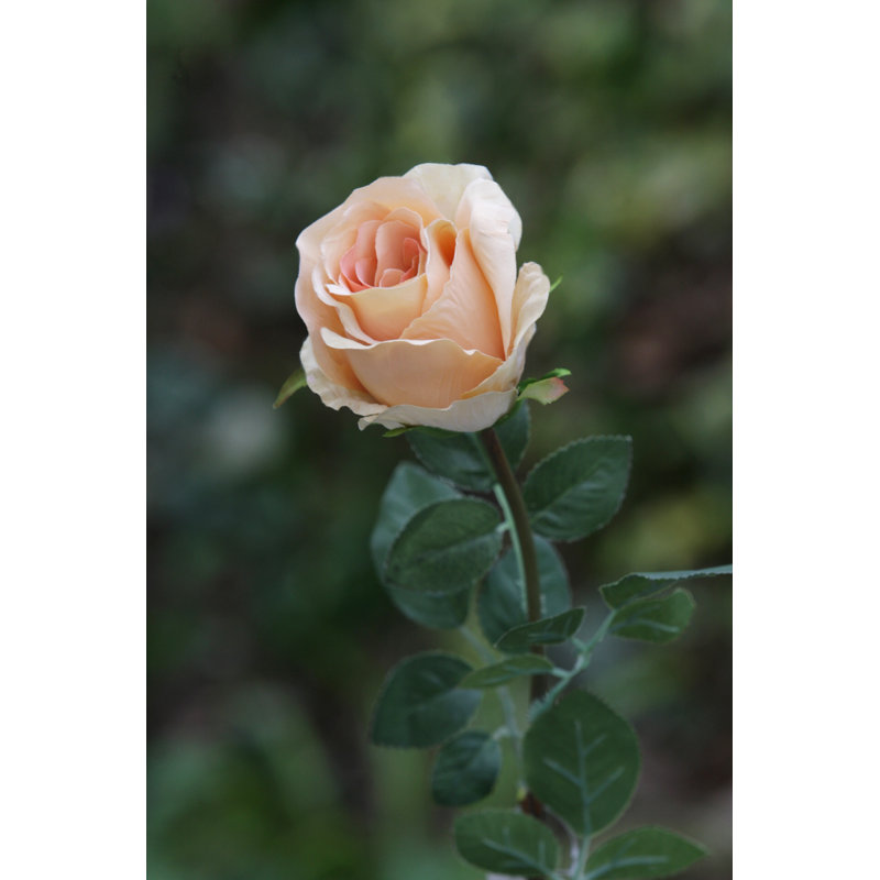 Large bud Rose, Apricot