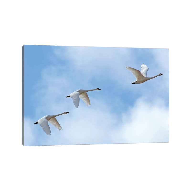 Swan Flight by Brian Wolf - Wrapped Canvas Gallery-Wrapped Canvas Giclée, 20.32cm H x 30.48cm W