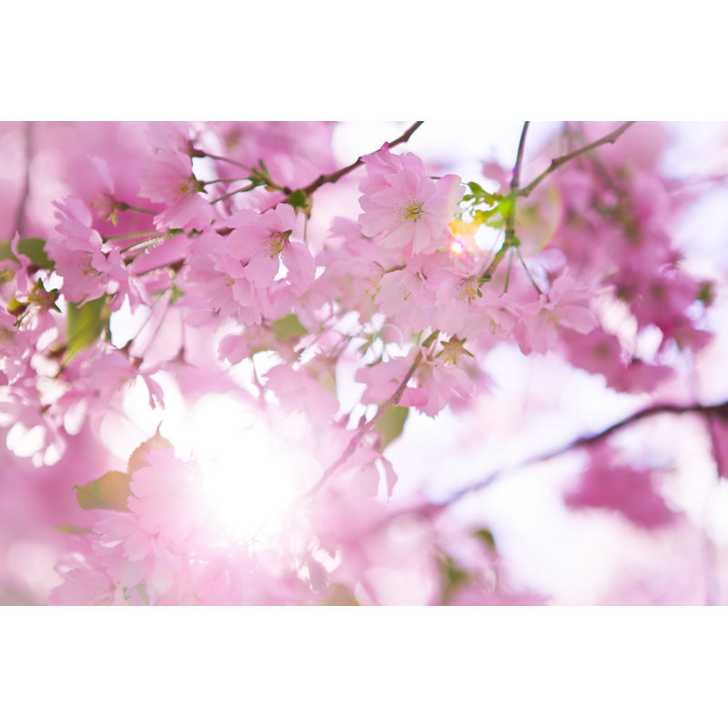 Cerisier japonais en fleur sur toile par Danvostok, photographie, L 12 po x H 8 po