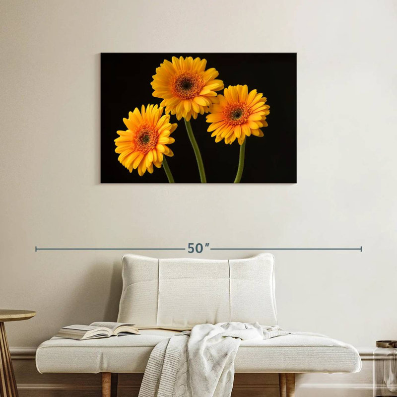 Trois marguerites Harnek sur fond sombre, H 24 po x l 36 po