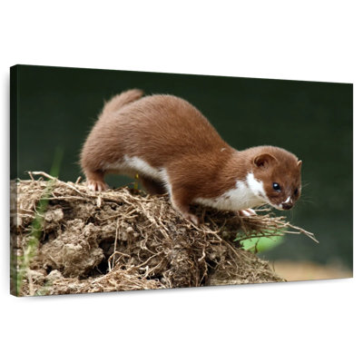 Food Hunting Weasel