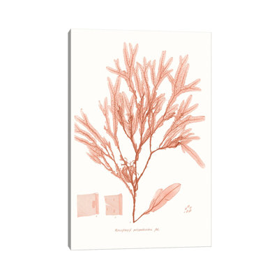 Vivid Coral Seaweed V by Vision Studio - Wrapped Canvas Painting