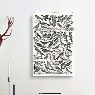 Ornithology The Study Of Birds LXXIX by Oliver Goldsmith - Wrapped Canvas