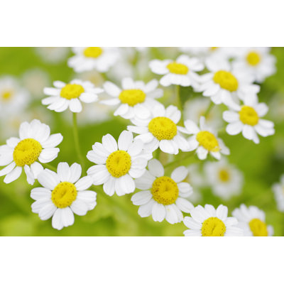 Daisies In Summer - Wrapped Canvas Print
