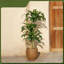 152cm Tree