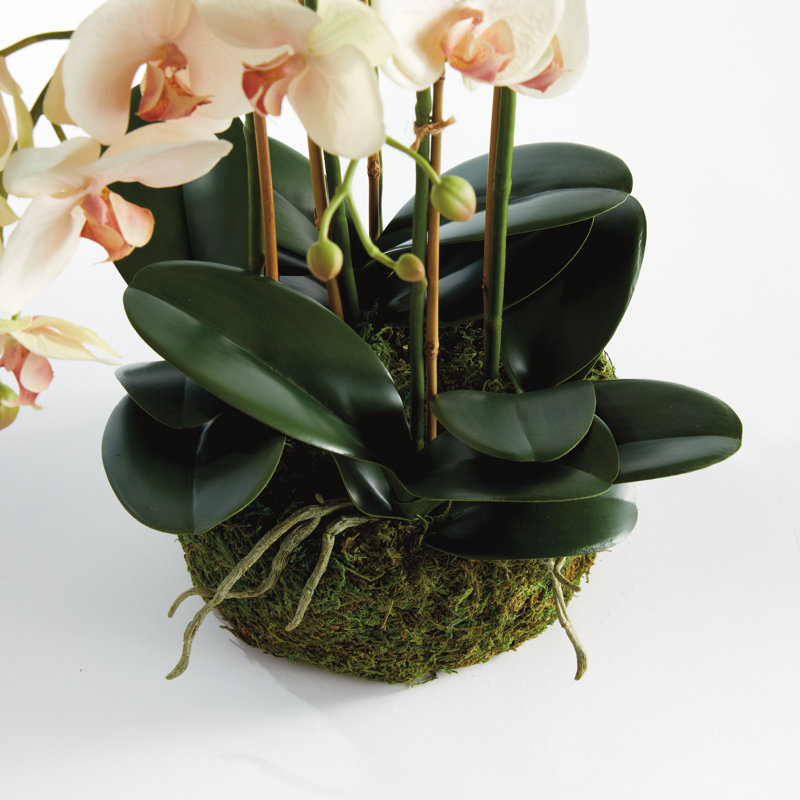 Stiles Handmade Light Pink Orchid with Root Ball