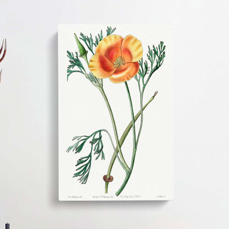 Orange California Poppy - Wrapped Canvas Painting, 60cm H x 40cm W x 3cm D