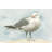 Simple Seagull I-14656702-92558076