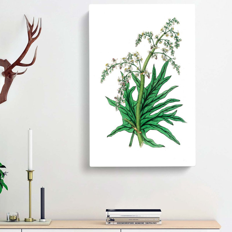 Chinese Rhubarb Illustration - Wrapped Canvas Painting, 50cm H x 35cm W x 3cm D