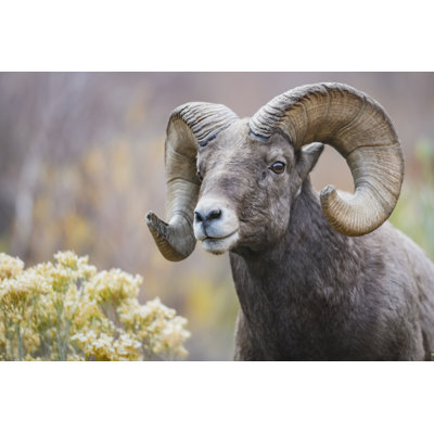 Rocky Mountain Bighorn Sheep by Matt Dirksen - Wrapped Canvas Print