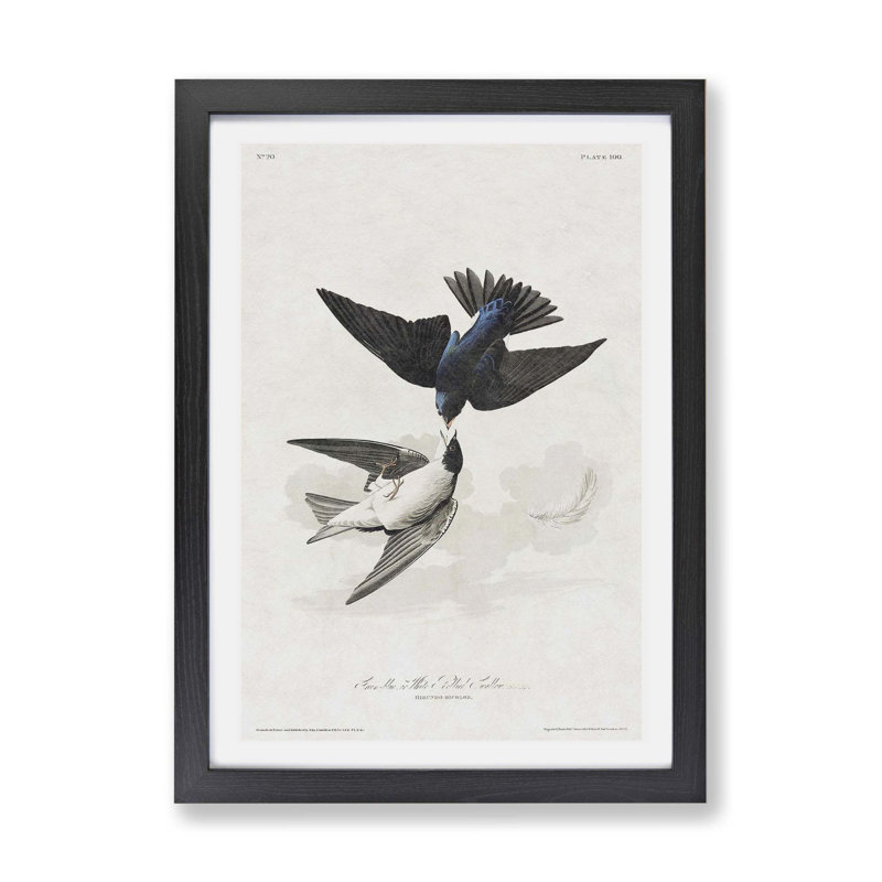 White-bellied Swallow by John Audubon - Single Picture Frame Print, 24cm H x 33cm W x 2cm D, Black