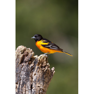 Baltimore Oriole - Wrapped Canvas Print