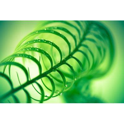 Palm leaf