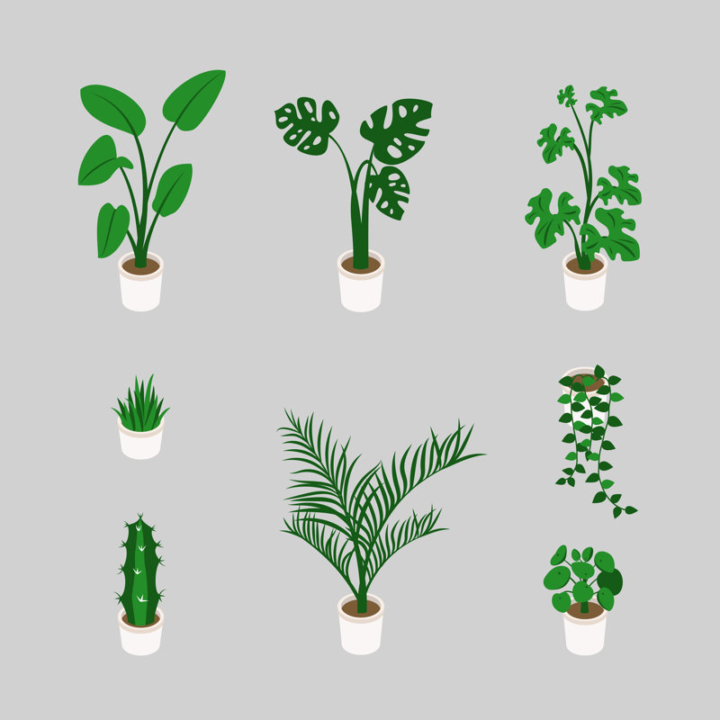 Houseplants - Impression sur toile tendue, H 12 po x l 12 po