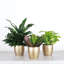 Plant in Pot-898924731