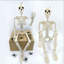 36 po articulations articulées mobiles 36 po