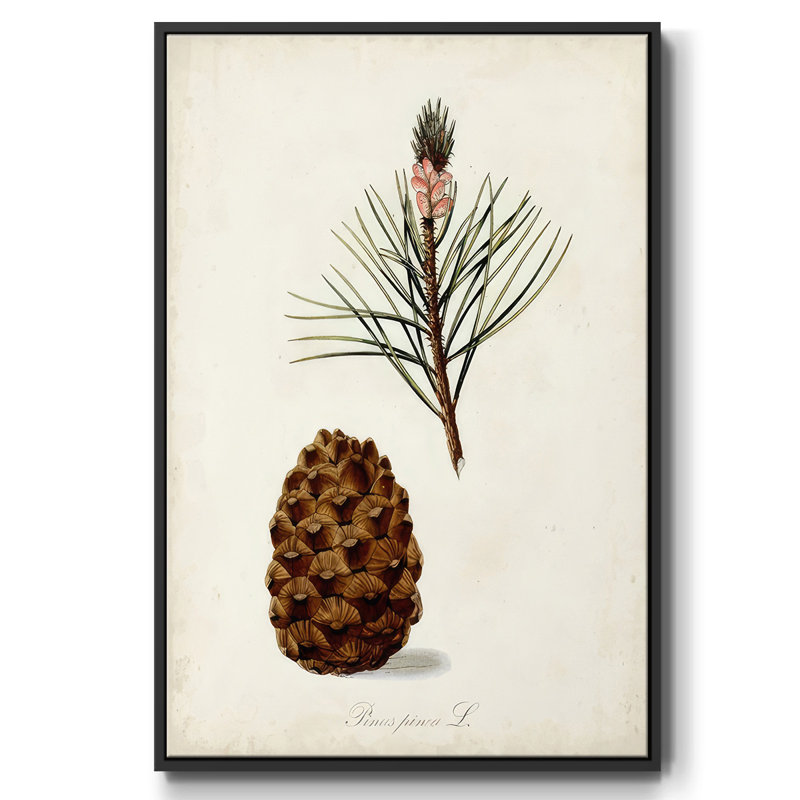 Étude d'arbre antique V, Cadre noir, H 25 po x l 17 po x P 1,5 po
