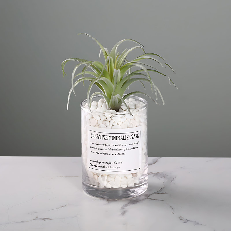Plante grasse 7,48 po