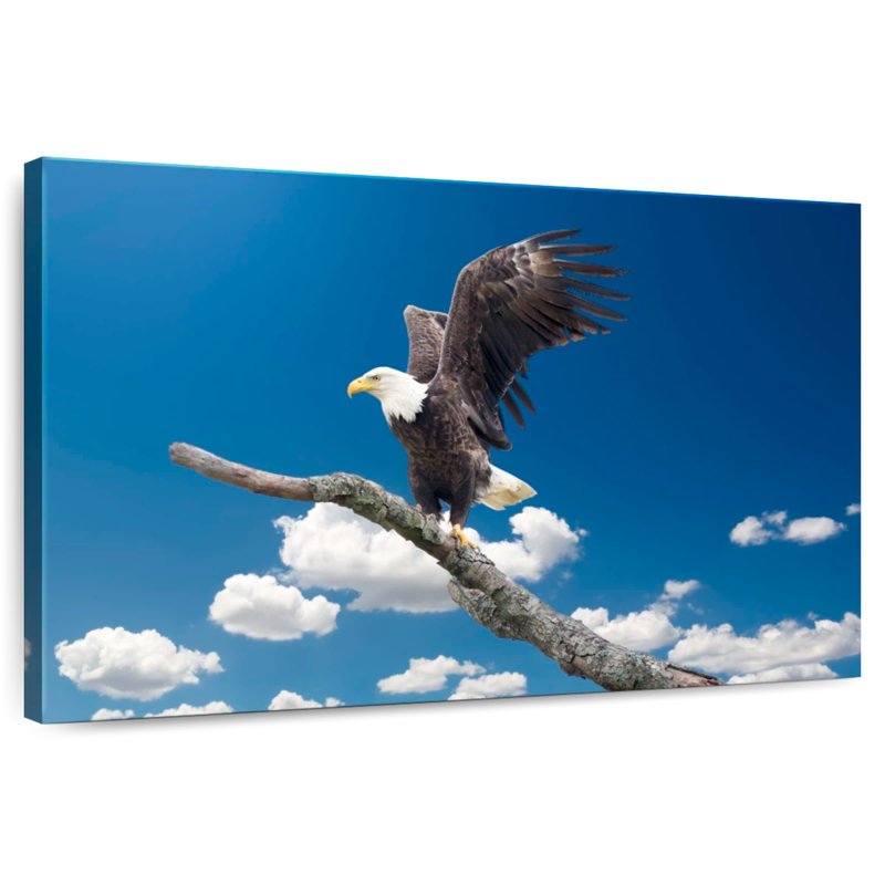 Brampt Majestic Texas Bald Eagle