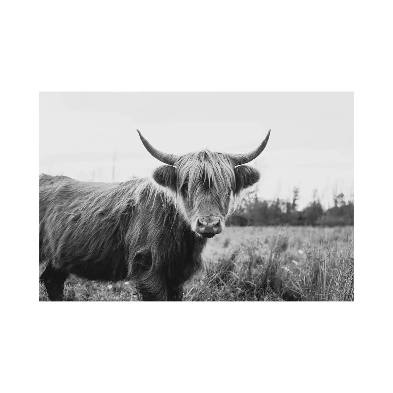 Furry Highland Cow Black And White by Chelsea Victoria - Wrapped Canvas Print, 66.04 cm H x 45.72 cm W x 1.91 cm D