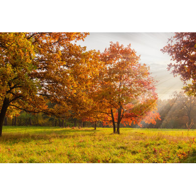Emaline Red Oaks - Wrapped Canvas Print