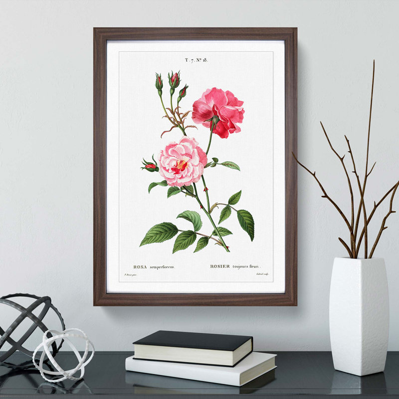 Ever-blowing Pink Roses by Pierre-Joseph Redoute - Picture Frame Painting Print, Walnut Framed, 48cm H x 36cm W x 2cm D