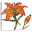 Harnek Orange Tiger Lily