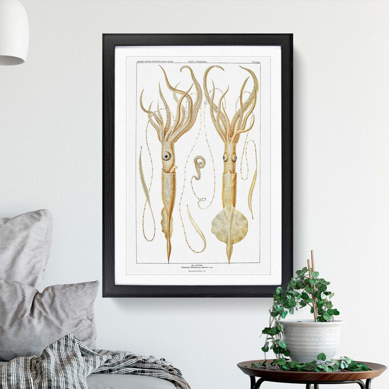 Squid Illustrations by Carl Chun - Picture Frame Painting Print, Black Framed, 48cm H x 36cm W x 2cm D