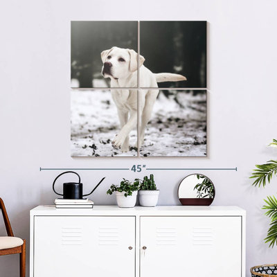 Brampt Labrador Retriever